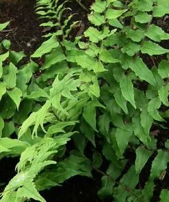 Future Forests More Cyrtomium Fortunei Var. Clivicola