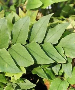 Future Forests More Cyrtomium Fortunei Var. Clivicola