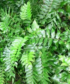 Future Forests More Cyrtomium Fortunei Var. Clivicola