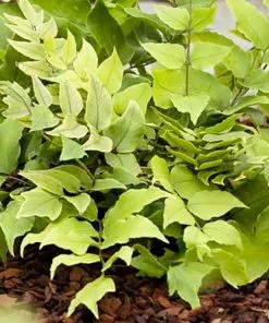 Future Forests More Cyrtomium Fortunei Var. Clivicola