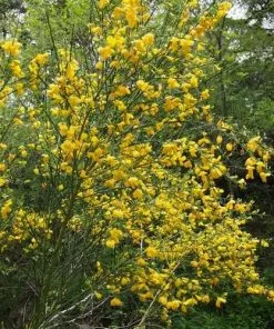 Future Forests Cytisus Scorparius