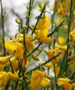 Future Forests Cytisus Scorparius