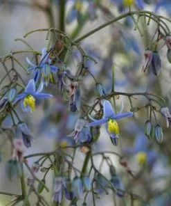 Future Forests More Dianella Caerulea Cassa Blue