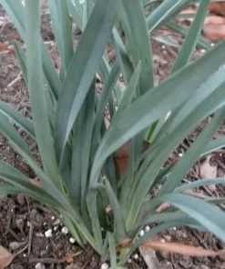 Future Forests More Dianella Caerulea Cassa Blue