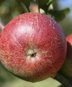 Future Forests Apple Dabinett