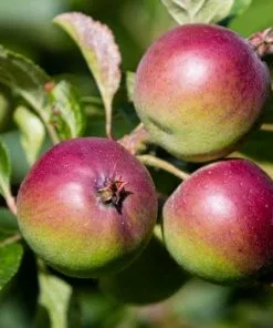 Future Forests Apple Dabinett