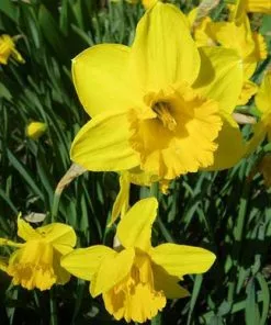 Future Forests Daffodil California