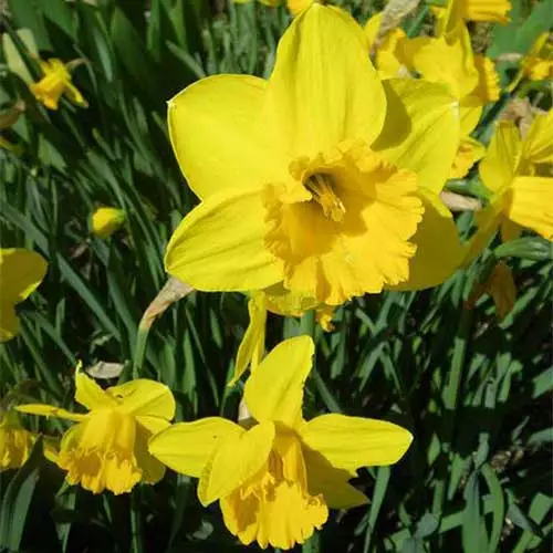 Future Forests Daffodil California 4 Future Forests Daffodil California