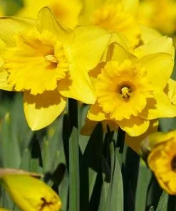 Future Forests Daffodil California