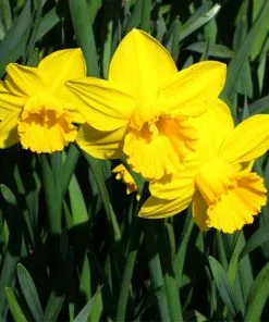 Future Forests Daffodil California 8 Future Forests Daffodil California