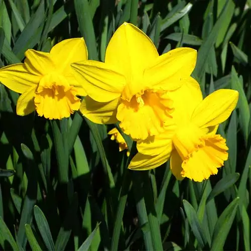 Future Forests Daffodil California 5 Future Forests Daffodil California