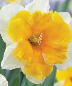 Future Forests Bulbs Daffodil Orangery