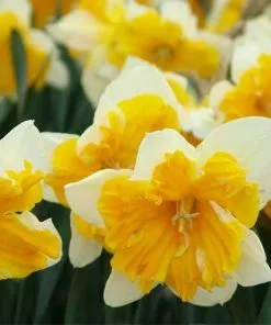 Future Forests Bulbs Daffodil Orangery