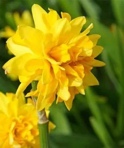 Future Forests Bulbs Daffodil (Narcissi) Tête Bouclé