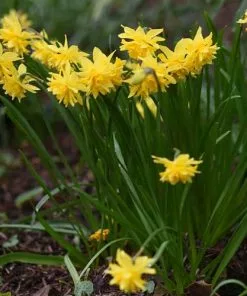Future Forests Bulbs Daffodil (Narcissi) Tête Bouclé