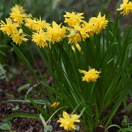 Future Forests Bulbs Daffodil (Narcissi) Tête Bouclé 4 Future Forests Bulbs Daffodil (Narcissi) Tête Bouclé