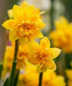Future Forests Bulbs Daffodil (Narcissi) Tête Bouclé 8 Future Forests Bulbs Daffodil (Narcissi) Tête Bouclé