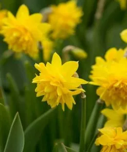Future Forests Bulbs Daffodil (Narcissi) Tête Bouclé 9 Future Forests Bulbs Daffodil (Narcissi) Tête Bouclé