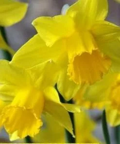 Future Forests Daffodil Dellan