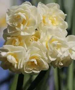 Future Forests Daffodil (Narcissi) Erlicheer