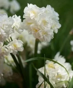 Future Forests Daffodil (Narcissi) Erlicheer