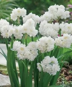 Future Forests Daffodil (Narcissi) Erlicheer