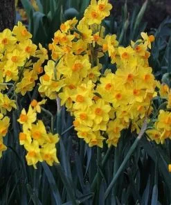 Future Forests Daffodil (Narcissi) Grand Soleil D’Or Bulbs