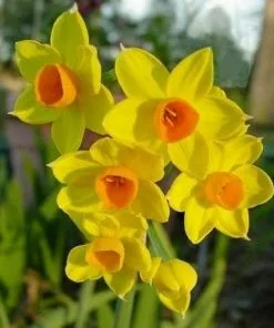 Future Forests Daffodil (Narcissi) Grand Soleil D’Or Bulbs