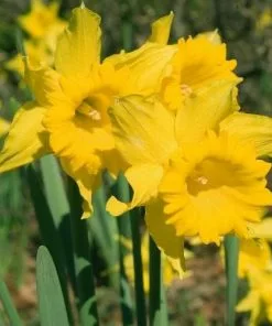 Future Forests Daffodil Mando