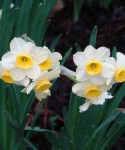 Future Forests Daffodil (Narcissi) Minnow