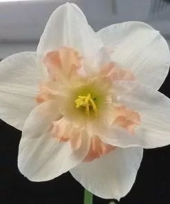 Future Forests Daffodil Pink Wonder