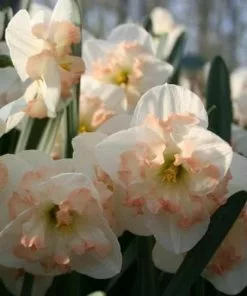 Future Forests Daffodil Pink Wonder