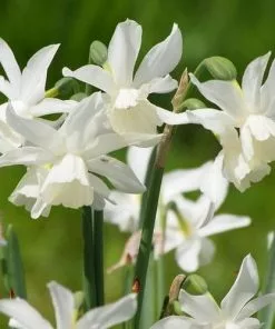 Future Forests Daffodil (Narcissi) Thalia Bulbs