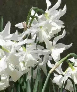 Future Forests Daffodil (Narcissi) Thalia Bulbs