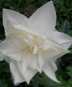 Future Forests Daffodil White Medal Bulbs