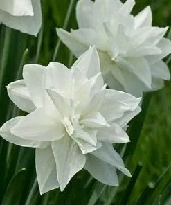 Future Forests Daffodil White Medal Bulbs