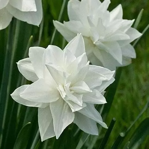 Future Forests Daffodil White Medal Bulbs 4 Future Forests Daffodil White Medal Bulbs