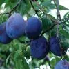 Future Forests Fruit Damson Farleigh 1 Future Forests Fruit Damson Farleigh