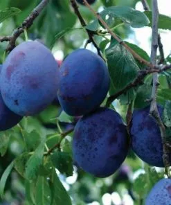 Future Forests Fruit Damson Farleigh