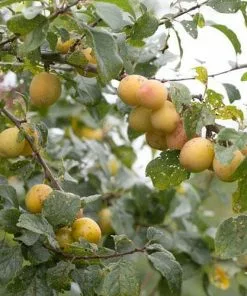 Future Forests Damson Shepherds Bullace Fruit