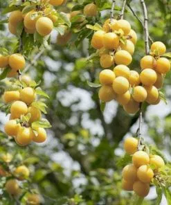 Future Forests Damson Shepherds Bullace Fruit