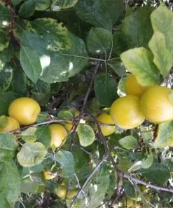 Future Forests Damson Shepherds Bullace Fruit 7 Future Forests Damson Shepherds Bullace Fruit