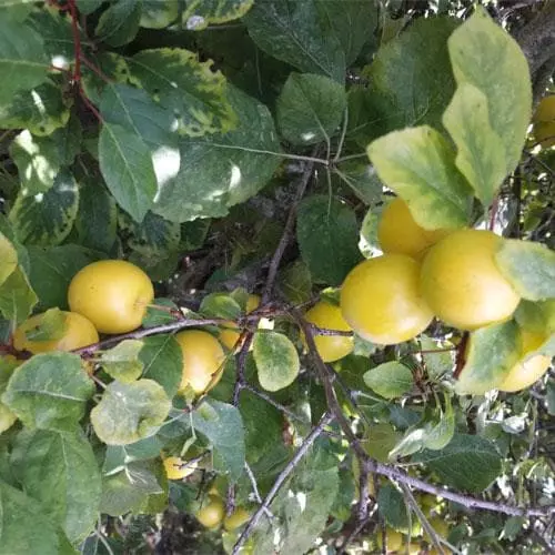 Future Forests Damson Shepherds Bullace Fruit 5 Future Forests Damson Shepherds Bullace Fruit