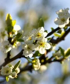 Future Forests Fruit Damson Shropshire Prune