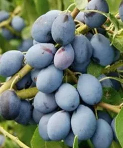 Future Forests Fruit Damson Shropshire Prune