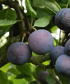Future Forests Fruit Damson Langley Bullace