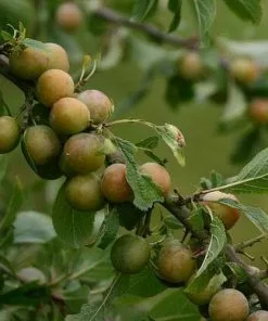 Future Forests Fruit Damson Langley Bullace 7 Future Forests Fruit Damson Langley Bullace