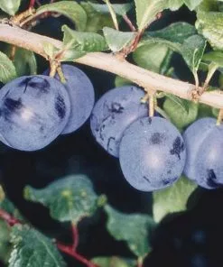 Future Forests Fruit Damson Langley Bullace 8 Future Forests Fruit Damson Langley Bullace