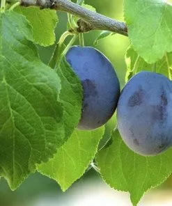 Future Forests Fruit Damson Langley Bullace 9 Future Forests Fruit Damson Langley Bullace