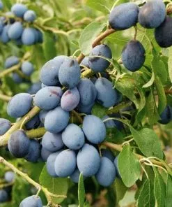 Future Forests Damson Merryweather Fruit